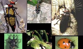 世界上一共有多少种昆虫